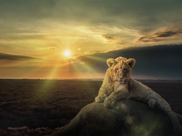 Белый лев лежит на камне на фоне солнца