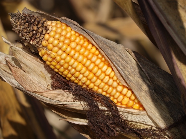 Початок кукурузы в листьях
