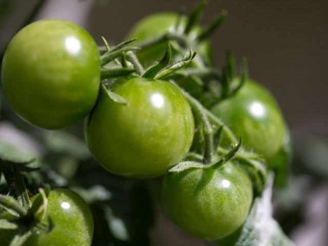 Зеленые помидоры на ветке