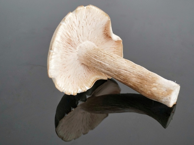 Большой лесной гриб на сером столе