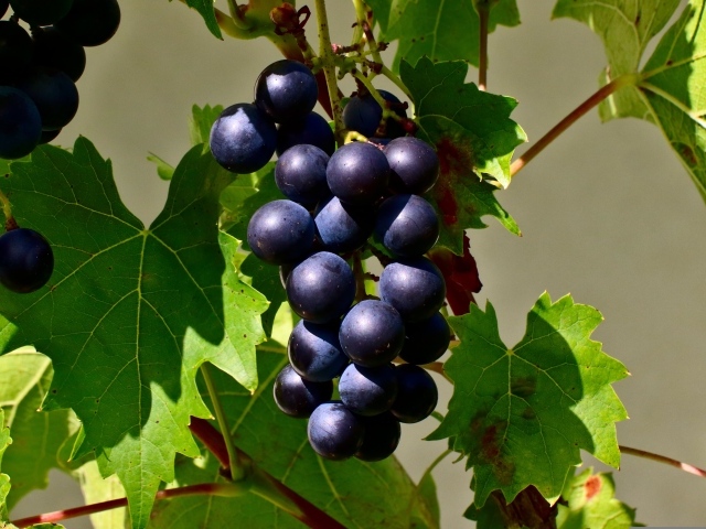 Гроздь синего винограда в зеленых листьях