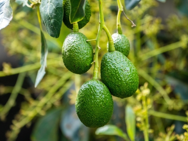 Зеленый авокадо висит на ветке