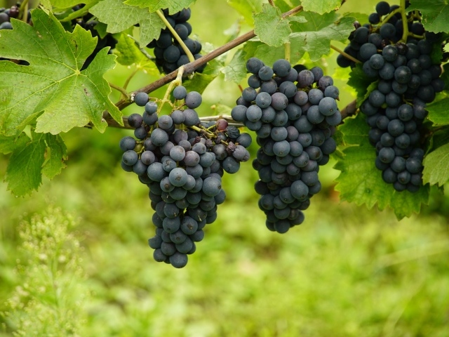 Большие гроздья синего винограда на лозе