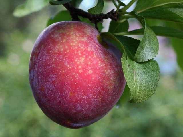 Розовая крупная слива на ветке