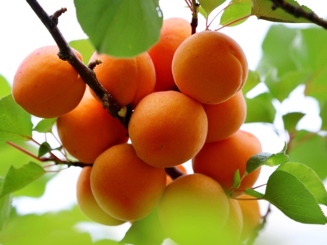 Спелые оранжевые абрикосы на ветке