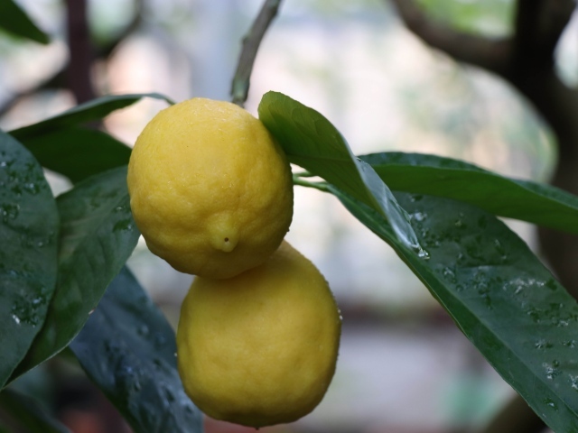 Два желтых лимона на ветке в листьях