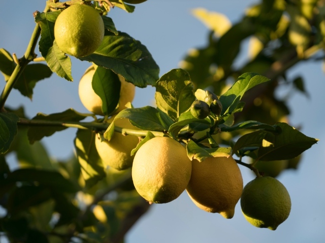Желтые лимоны на ветках в лучах солнца