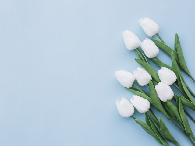 Букет белых тюльпанов шаблон поздравительной открытки на 8 марта