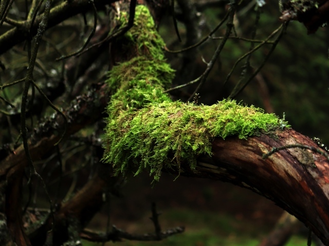 Зеленый мох на стволе дерева в лесу