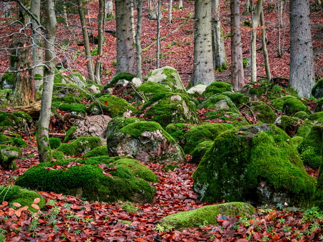 Большие покрытые зеленым мхом камни в лесу