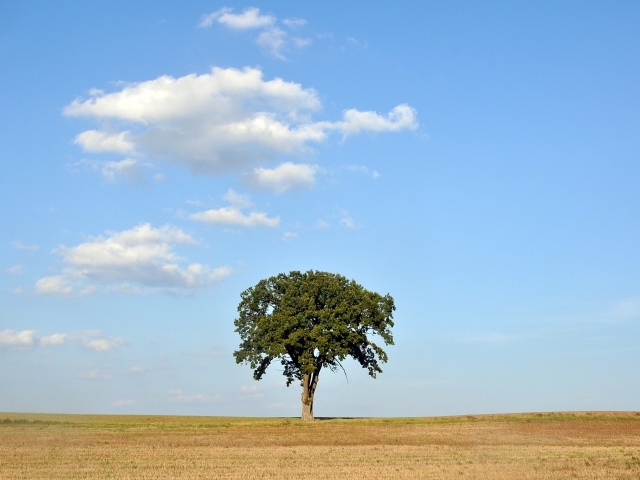 Одинокое зеленое дерево на поле