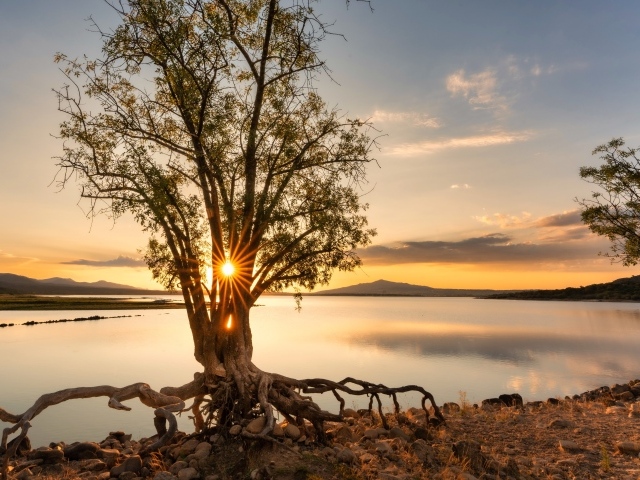 Дерево на берегу озера на рассвете
