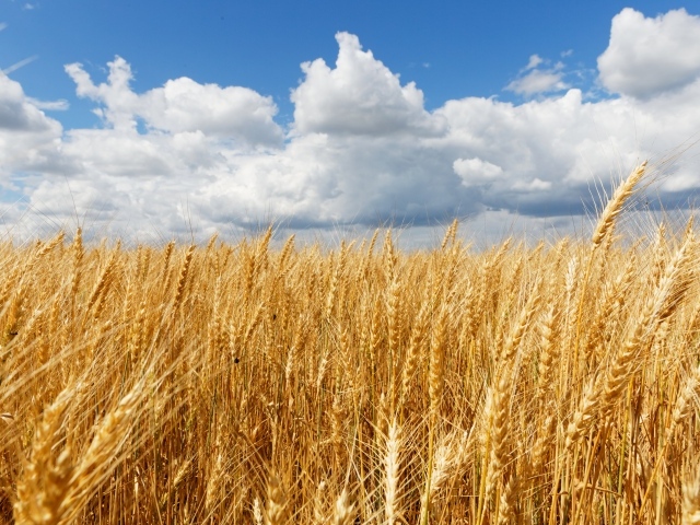 Желтое поле спелой пшеницы на фоне неба с облаками