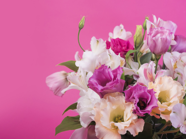 Красивый букет разноцветных цветов эустомы на розовом фоне