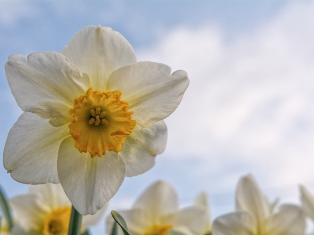 Красивый нежный белый цветок нарцисса 