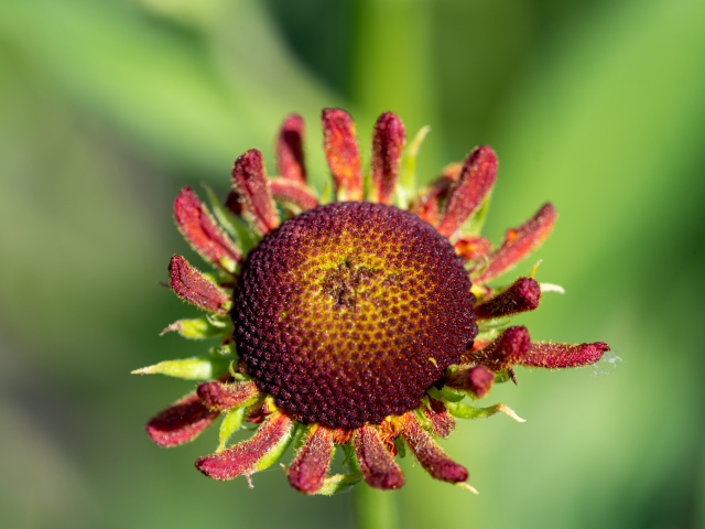 Красивый садовый цветок с маленькими лепестками