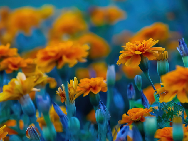 Красивые цветы бархатцы крупным планом