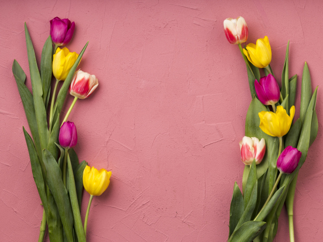Красивые разноцветные тюльпаны на розовом фоне