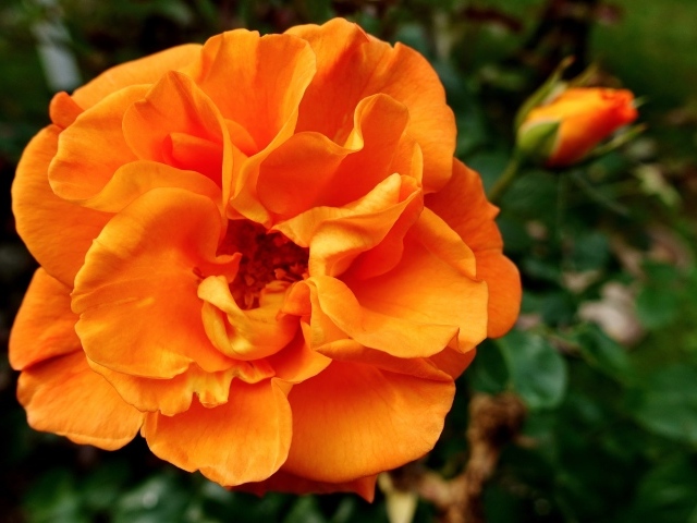 Красивая роза апельсинового цвета
