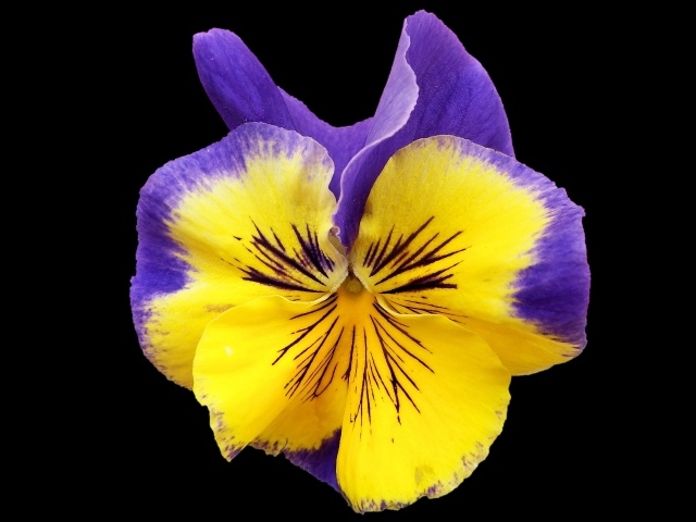 Красивый цветок анютины глазки на черном фоне