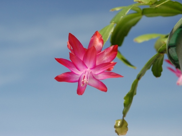 Красивый розовый цветок декабрист