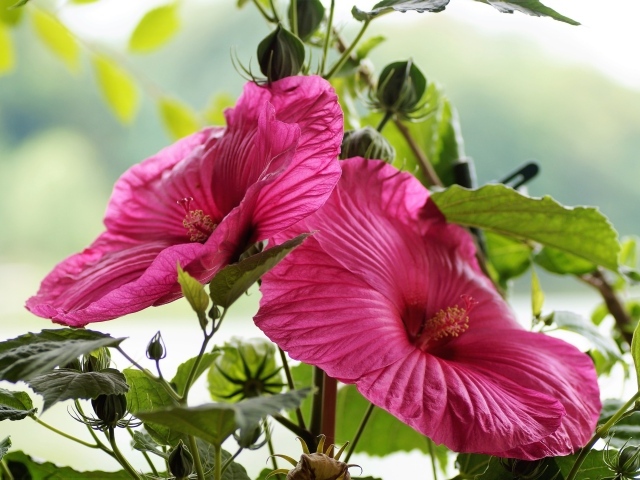 Красивый розовый цветок гибискуса