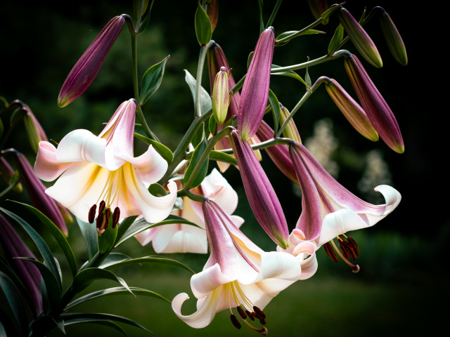 Красивые розовые цветы лилии крупным планом