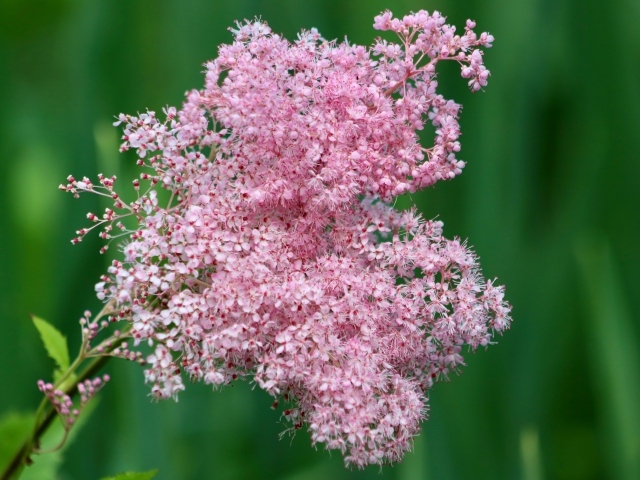 Красивый розовый цветок таволга