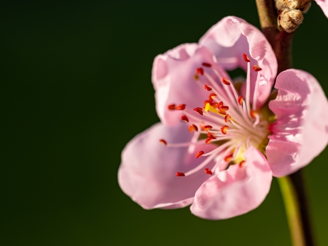 Красивый розовый весенний цветок на ветке в лучах света