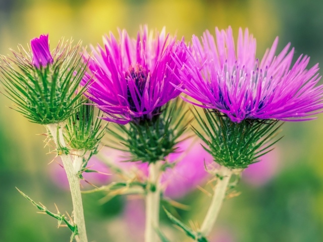 Красивые розовые цветы чертополоха