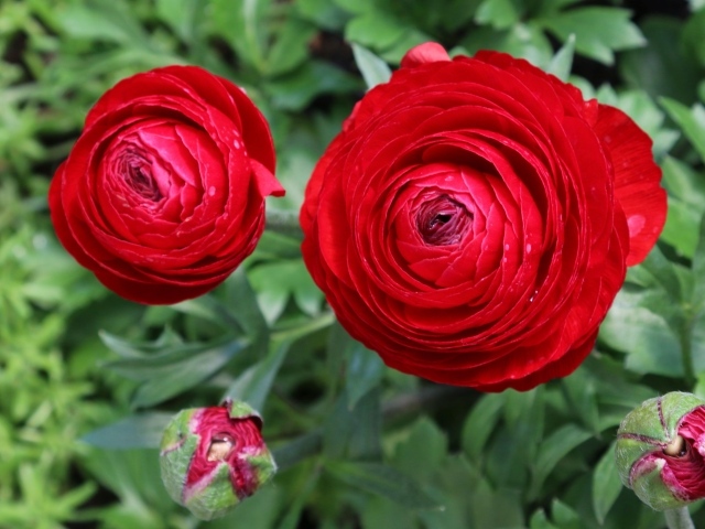 Красивые красные садовые лютики