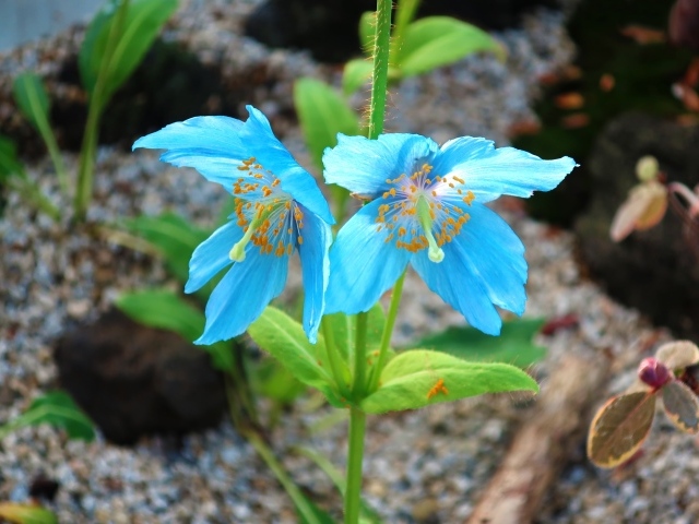 Красивые необычные голубые цветы крупным планом