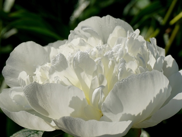 Красивый белый пион в каплях росы