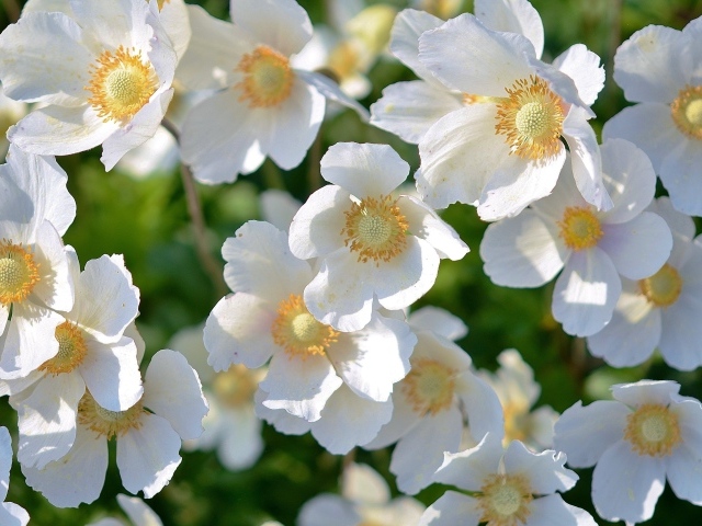 Красивые белые весенние цветы крупным планом