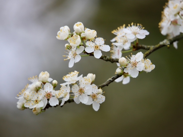 Цветущая ветка вишни весной крупным планом