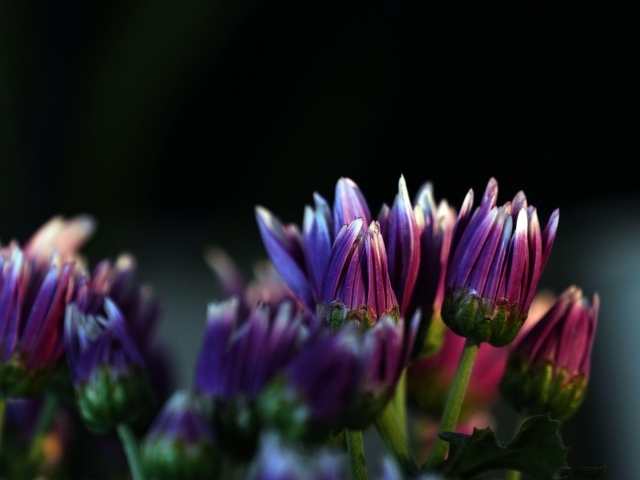 Распускающиеся сиреневые цветы хризантемы