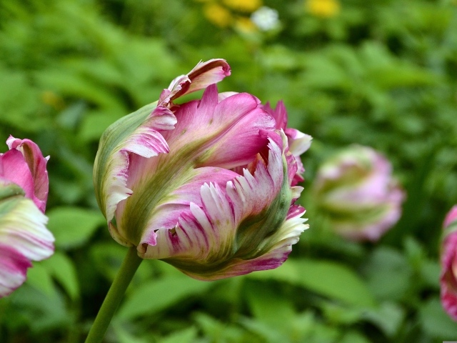 Распускающийся розовый тюльпан на клумбе