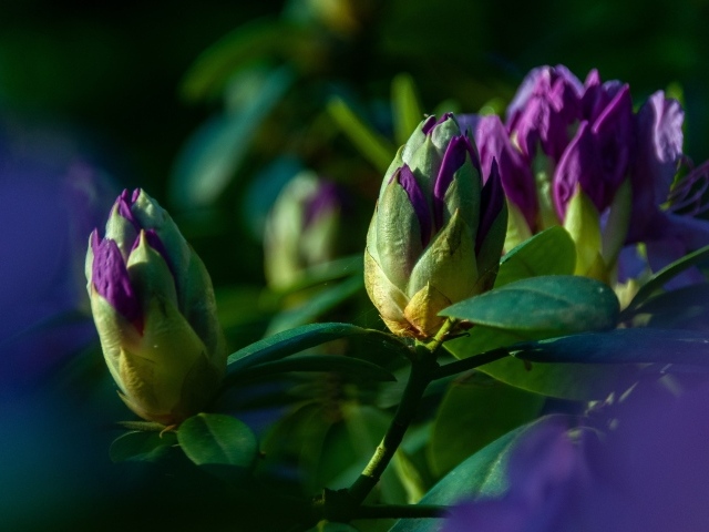 Распускающийся цветок рододендрона