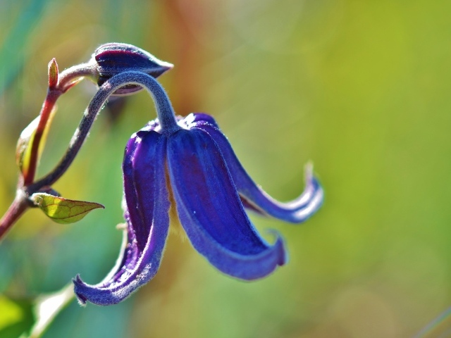Синий цветок колокольчика крупным планом