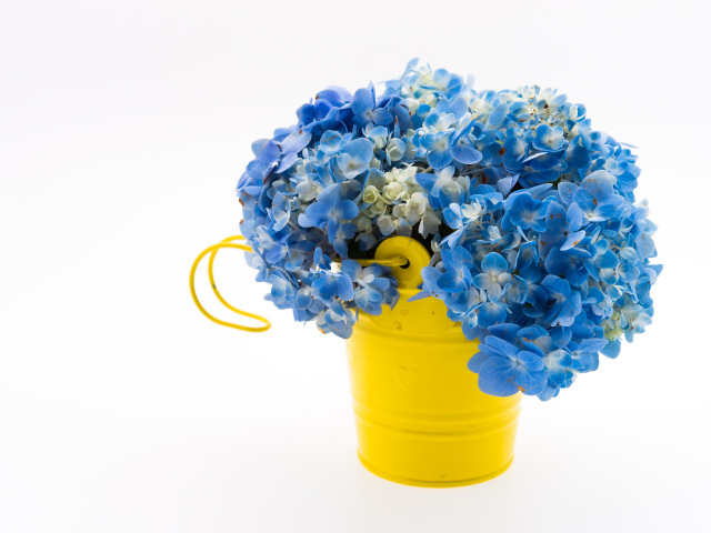 Голубые цветы гортензии в желтом ведре на белом фоне