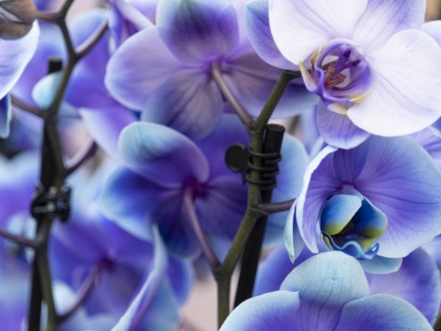 Голубые цветы орхидеи крупным планом