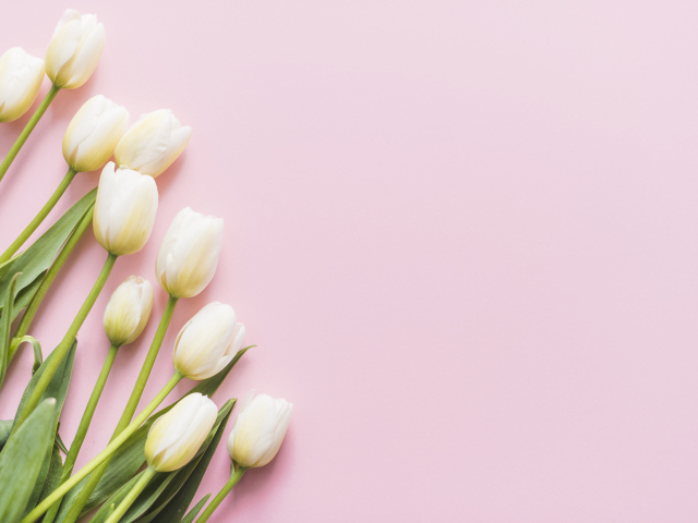 Букет нежных белых тюльпанов на розовом фоне, шаблон 