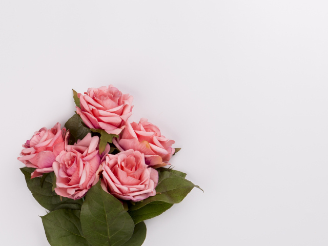 Букет розовых роз на сером фоне, шаблон 