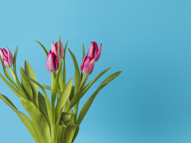 Букет розовых тюльпанов на голубом фоне