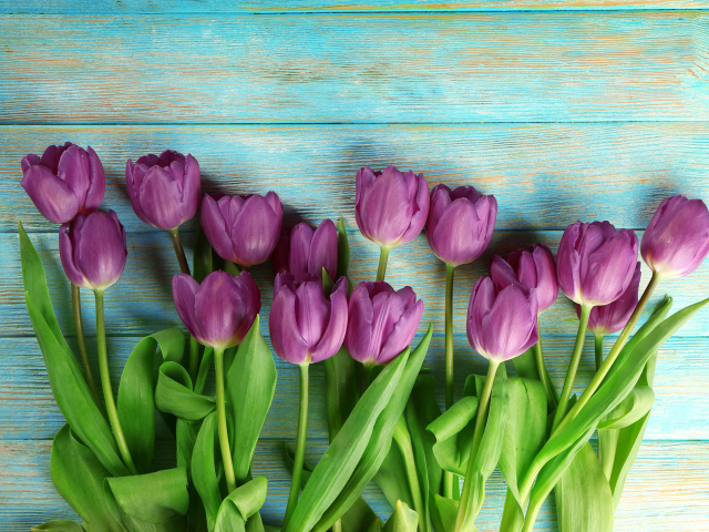 Букет фиолетовых тюльпанов на голубом столе