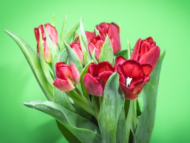 Букет красных тюльпанов на зеленом фоне
