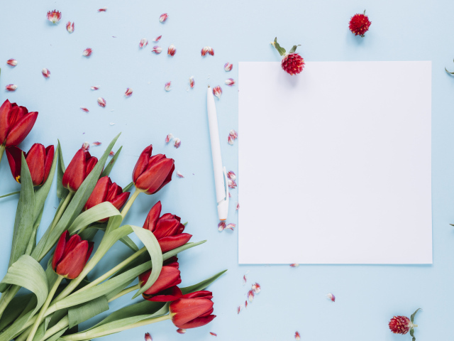 Букет красных тюльпанов с белыми листами на голубом фоне, шаблон 