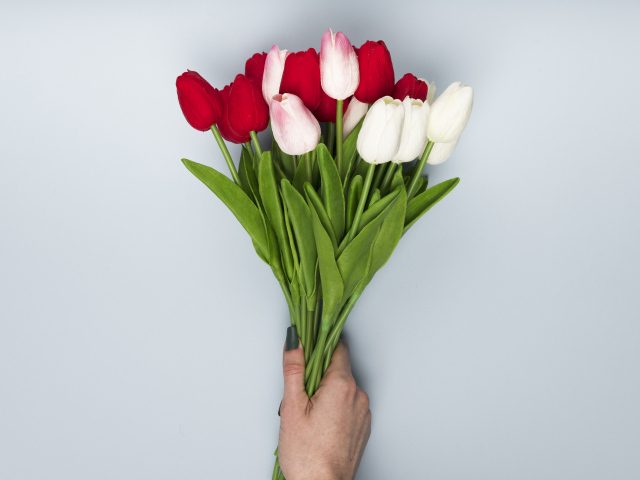 Букет белых и красных цветов тюльпана на сером фоне