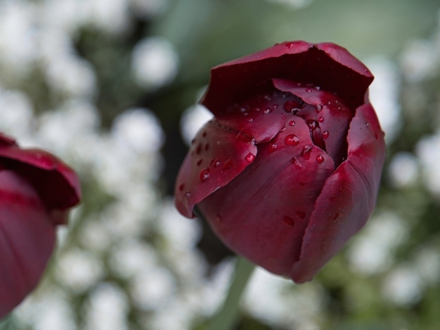 Бордовый тюльпан в каплях дождя
