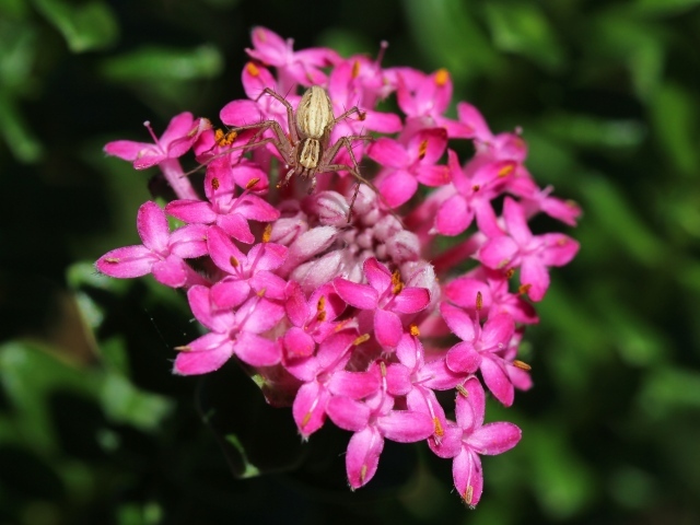 Крабовый паук сидит на розовом цветке